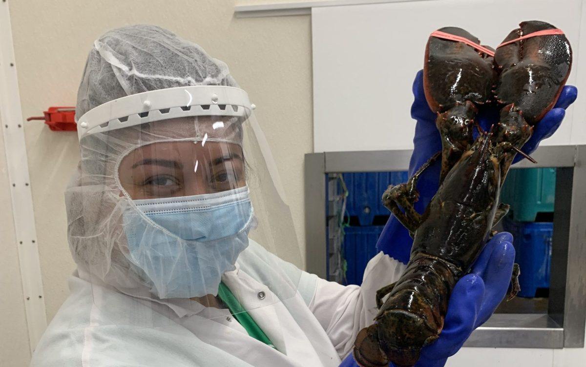 Lab technician in gown, mask and face shield holding a whole lobster with its claws banded