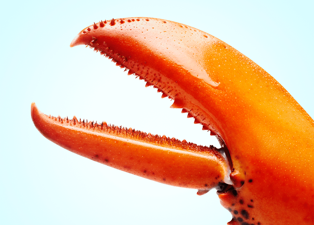 Glossy close-up of an orange lobster claw with serrated inner edge on a pale blue background.
